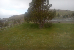 View of an evergreen tree on the hill behind the author's dormroom at Oregon Institute of Technology
