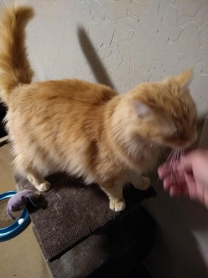 Moogle, our cat, a orange kitty with tiger stripes on his noggin